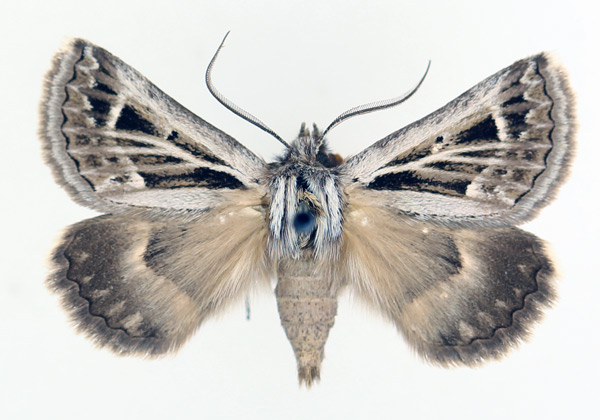 /filer/webapps/moths/media/images/A/albivenata_Euonychodes_AF_TMSA_02.jpg