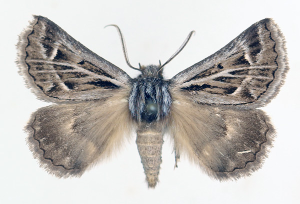 /filer/webapps/moths/media/images/A/albivenata_Euonychodes_AM_TMSA_02.jpg