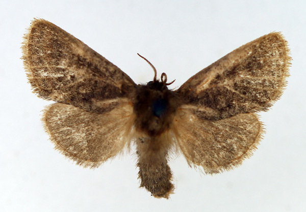 /filer/webapps/moths/media/images/A/albivenata_Ortharbela_AF_TMSA.jpg