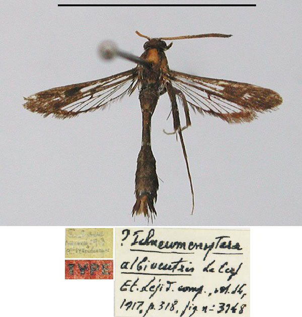 /filer/webapps/moths/media/images/A/albiventris_Ichneumenoptera_HT_MNHN.jpg