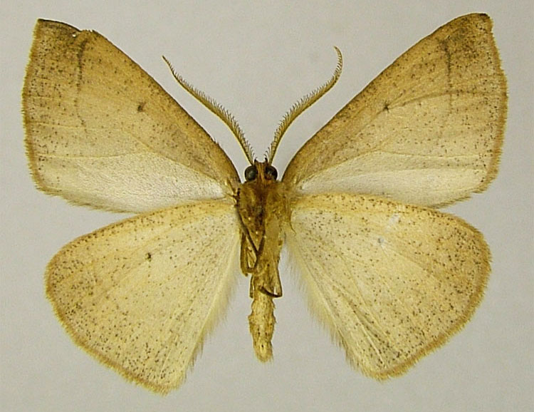 /filer/webapps/moths/media/images/A/albivertex_Psilocerea_HT_ZSMb.jpg