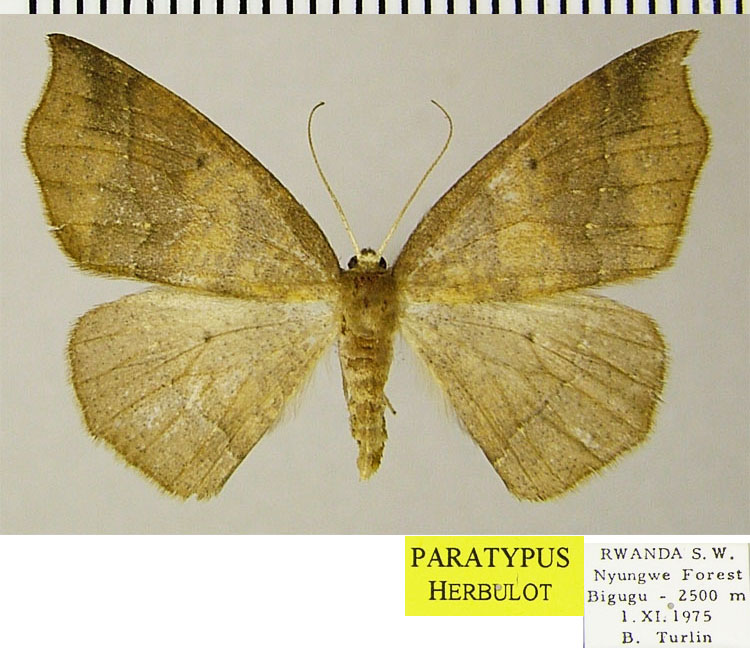 /filer/webapps/moths/media/images/A/albivertex_Psilocerea_PTF_ZSM.jpg