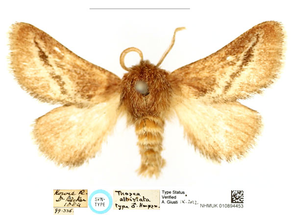 /filer/webapps/moths/media/images/A/albiviata_Thosea_ST_BMNH_01_av6eaV5.jpg