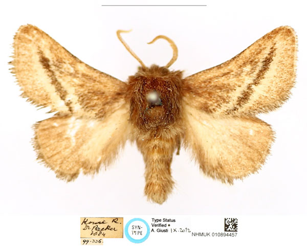 /filer/webapps/moths/media/images/A/albiviata_Thosea_ST_BMNH_02_cZFjryg.jpg