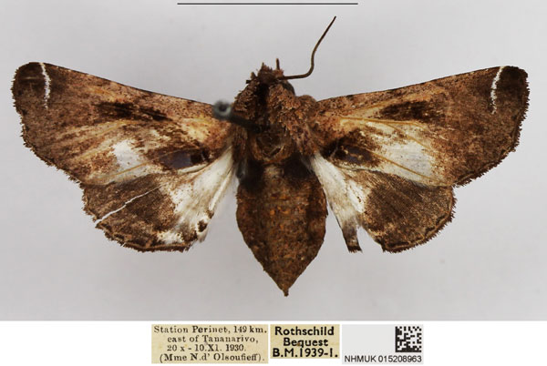 /filer/webapps/moths/media/images/A/albivirgula_Parelia_AF_NHMUK_01.jpg