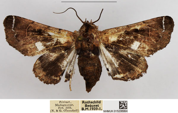 /filer/webapps/moths/media/images/A/albivirgula_Parelia_AF_NHMUK_02.jpg