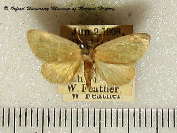 /filer/webapps/moths/media/images/A/albiviridis_Rabilacta_A_OUMNH.jpg