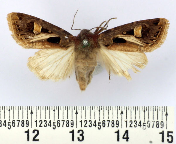 /filer/webapps/moths/media/images/A/albivitta_Odontestra_AF_BMNH.jpg