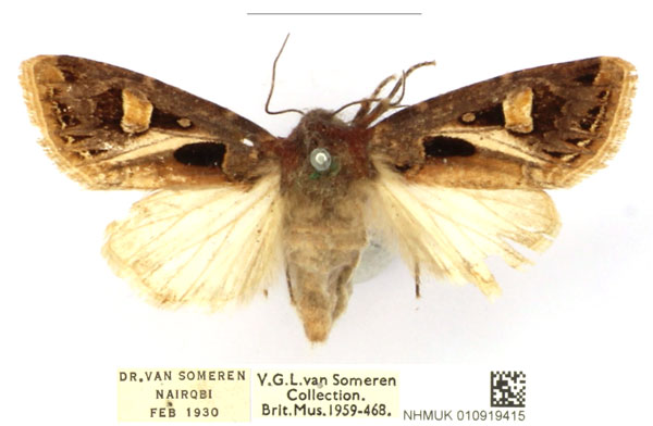 /filer/webapps/moths/media/images/A/albivitta_Odontestra_AF_BMNH_rA4FCGj.jpg