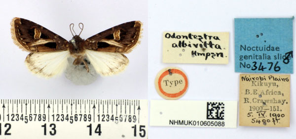 /filer/webapps/moths/media/images/A/albivitta_Odontestra_HT_BMNH.jpg
