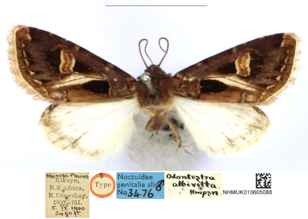 /filer/webapps/moths/media/images/A/albivitta_Odontestra_HT_BMNH_xWfLZZL.jpg