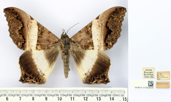 /filer/webapps/moths/media/images/A/albizonata_Uripao_AM_BMNH.jpg