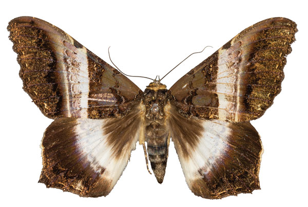 /filer/webapps/moths/media/images/A/albizonata_Uripao_AM_ZMJU.jpg