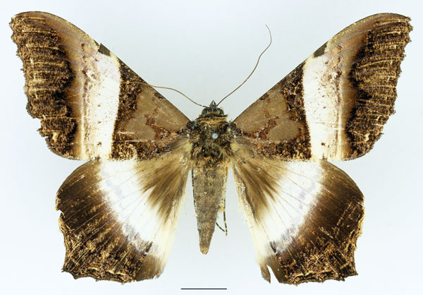 /filer/webapps/moths/media/images/A/albizonata_Uripao_A_Basquin_01.jpg