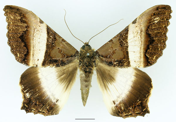 /filer/webapps/moths/media/images/A/albizonata_Uripao_A_Basquin_02.jpg