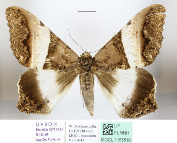 /filer/webapps/moths/media/images/A/albizonata_Uripao_A_MGCLa_01.JPG