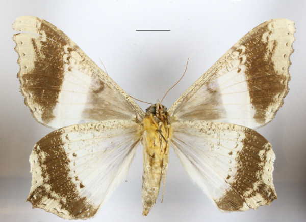 /filer/webapps/moths/media/images/A/albizonata_Uripao_A_MGCLb_01.JPG