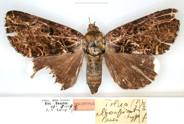 /filer/webapps/moths/media/images/A/alboapicata_Tolna_HT_RMCA_01_jP8WxNT.jpg