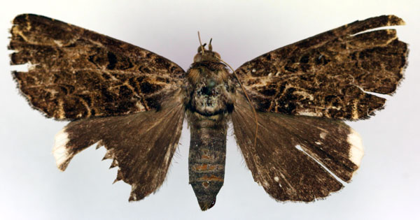 /filer/webapps/moths/media/images/A/alboapicata_Tolna_HT_RMCA_03.jpg