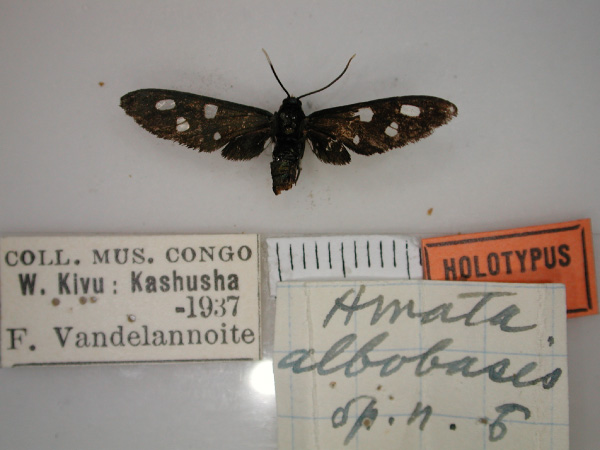 /filer/webapps/moths/media/images/A/albobasis_Amata_HT_RMCA_01.jpg