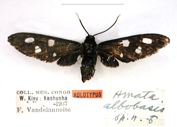 /filer/webapps/moths/media/images/A/albobasis_Amata_HT_RMCA_01_sEO1SMW.jpg
