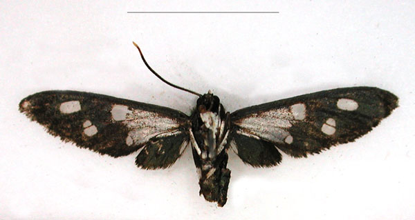 /filer/webapps/moths/media/images/A/albobasis_Amata_HT_RMCA_02.jpg
