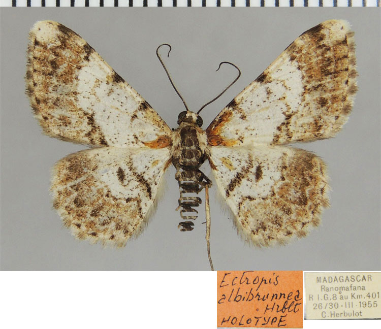 /filer/webapps/moths/media/images/A/albobrunnea_Ectropis_HT_ZSMa.jpg