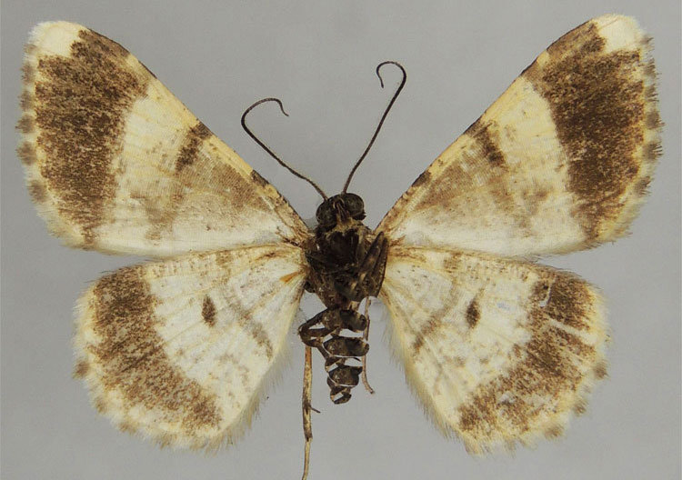 /filer/webapps/moths/media/images/A/albobrunnea_Ectropis_HT_ZSMb.jpg
