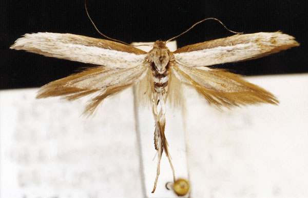 /filer/webapps/moths/media/images/A/albocanella_Scythris_HT_ZMUC.jpg