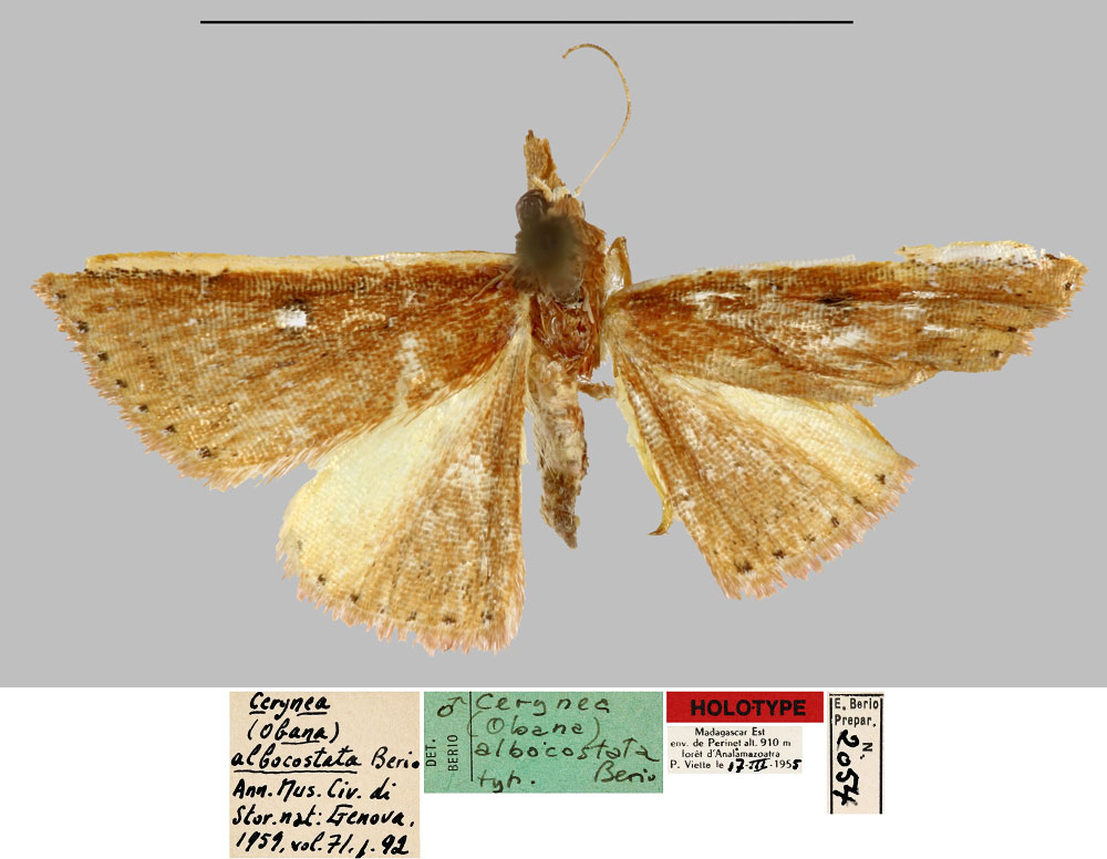 /filer/webapps/moths/media/images/A/albocostata_Cerynea_HT_MNHN.jpg