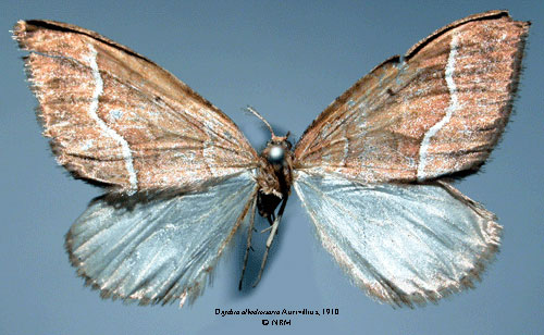 /filer/webapps/moths/media/images/A/albodivisaria_Onychia_HT_SNHM_01.jpg