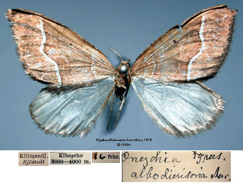 /filer/webapps/moths/media/images/A/albodivisaria_Onychia_HT_SNHM_01_rU5Cpjb.jpg