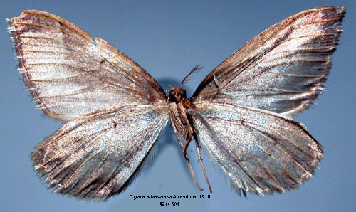 /filer/webapps/moths/media/images/A/albodivisaria_Onychia_HT_SNHM_02.jpg