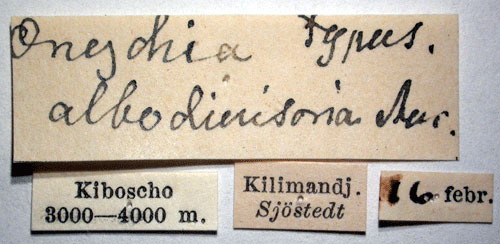 /filer/webapps/moths/media/images/A/albodivisaria_Onychia_HT_SNHMl.jpg
