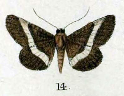 /filer/webapps/moths/media/images/A/albofascia_Fidonia_HT_Swinhoe_48_14.jpg