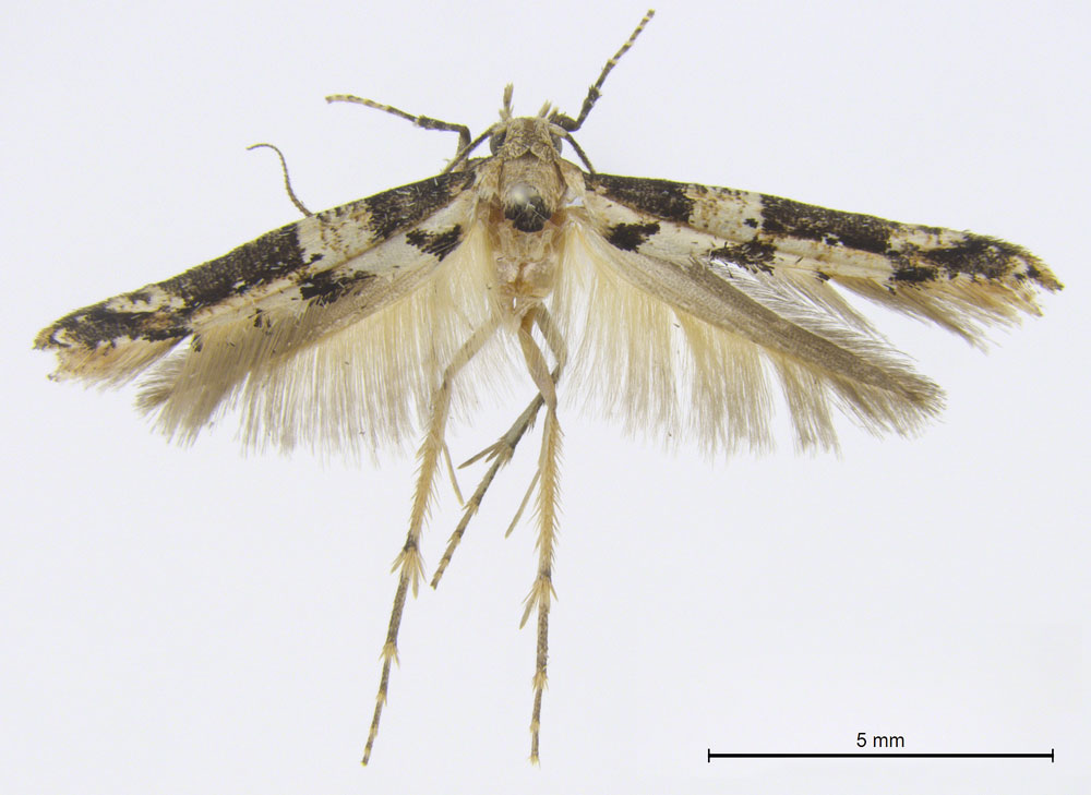 /filer/webapps/moths/media/images/A/albofasciata_Epermenia_HT_BMNH.jpg