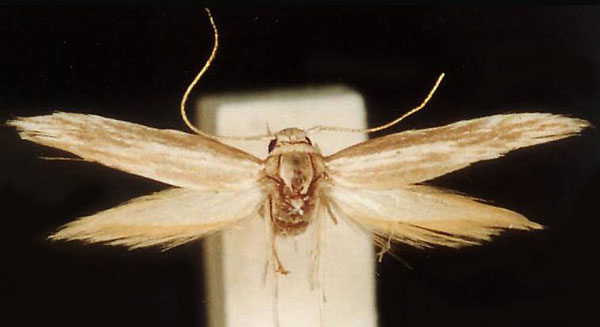 /filer/webapps/moths/media/images/A/albogrammella_Scythris_HT_ZMUC.jpg