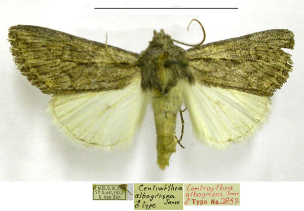 /filer/webapps/moths/media/images/A/albogrisea_Centrartha_HT_TMSA.jpg