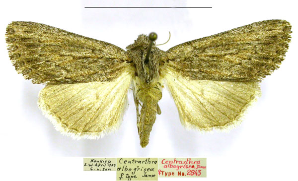 /filer/webapps/moths/media/images/A/albogrisea_Centrartha_PTF_TMSA.jpg