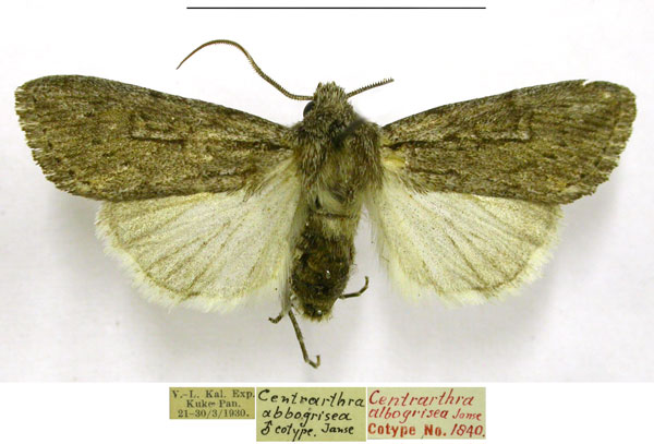 /filer/webapps/moths/media/images/A/albogrisea_Centrartha_PTM_TMSA.jpg