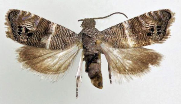/filer/webapps/moths/media/images/A/albolineana_Coccothera_AF_ZMUC_01.jpg
