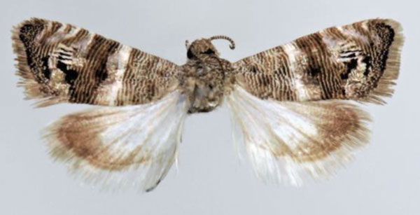 /filer/webapps/moths/media/images/A/albolineana_Coccothera_AF_ZMUC_02.jpg