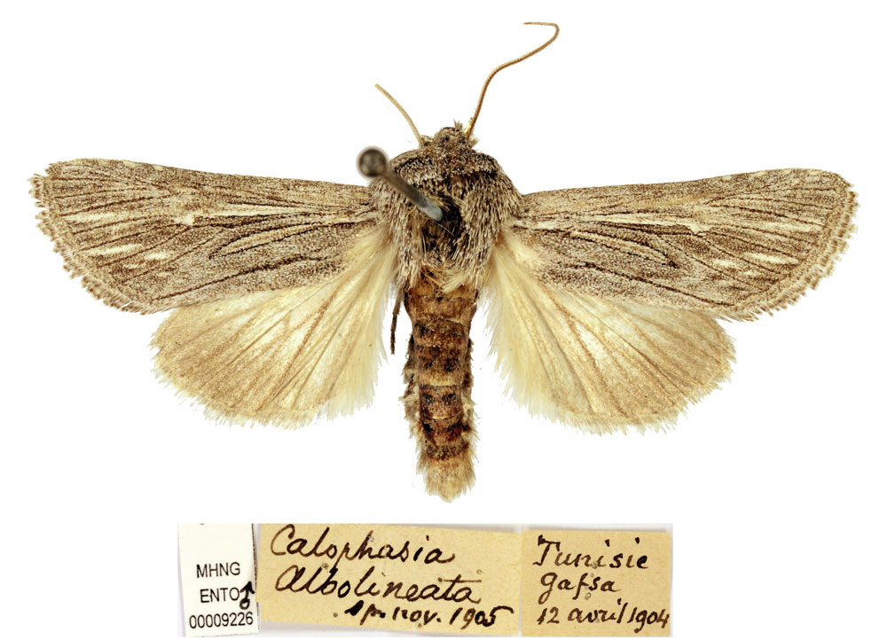 /filer/webapps/moths/media/images/A/albolineata_Calophasia_HT_MHNG.jpg