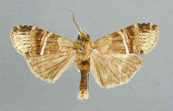 /filer/webapps/moths/media/images/A/albolineata_Gangettoscrancia_AM_RMCA.jpg