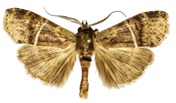 /filer/webapps/moths/media/images/A/albolineata_Gargettoscrancia_AM_ZMJU.jpg