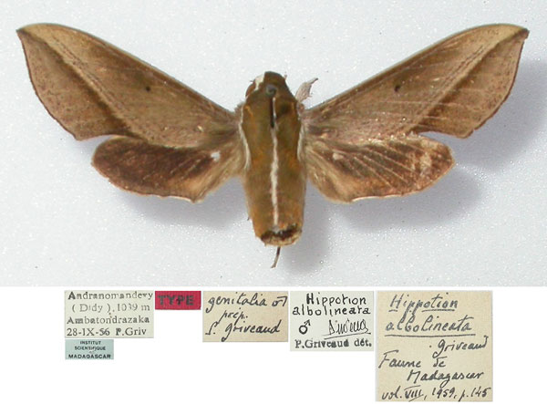 /filer/webapps/moths/media/images/A/albolineata_Hippotion_HT_MNHN.jpg