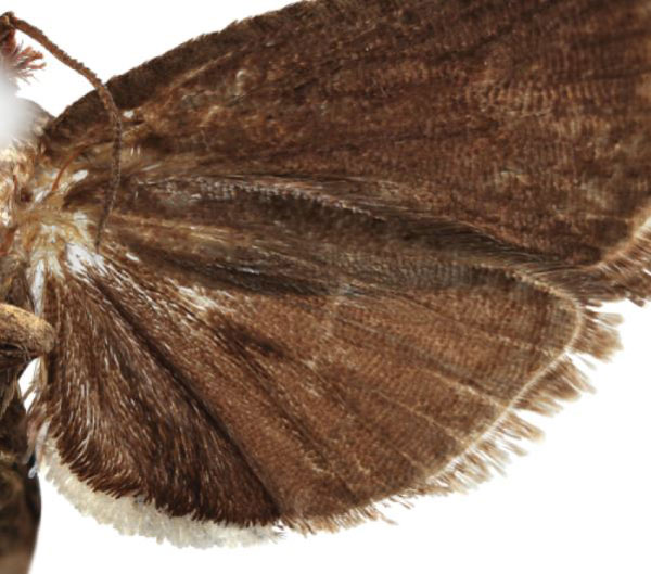 /filer/webapps/moths/media/images/A/albolineata_Thaumatovalva_HT_RMCAb.jpg