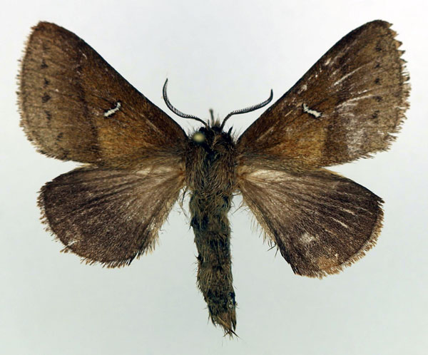 /filer/webapps/moths/media/images/A/albolunatus_Eupagopteryx_AF_Basquin.jpg