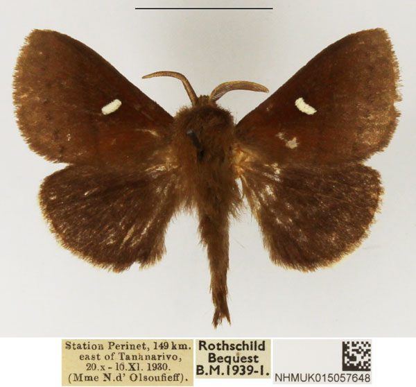 /filer/webapps/moths/media/images/A/albolunatus_Eupagopteryx_AM_NHMUK_01.jpg