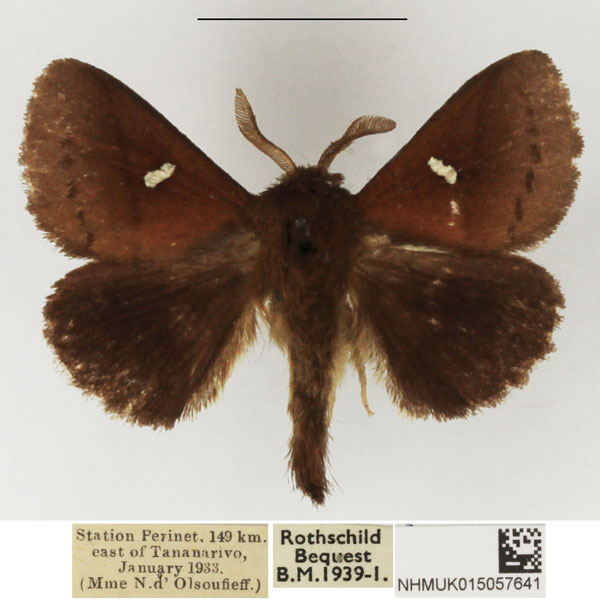 /filer/webapps/moths/media/images/A/albolunatus_Eupagopteryx_AM_NHMUK_02.jpg